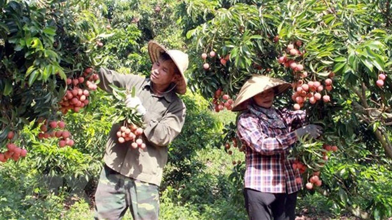 Conference to seek ways for boosting farm produce export to Japan